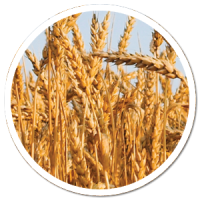 heads up plant protectant