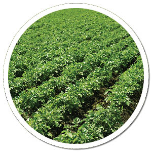heads up plant protectant