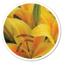 heads up plant protectant