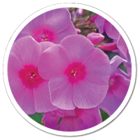 heads up plant protectant