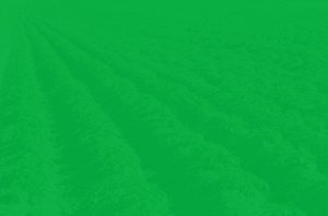 heads up plant protectant