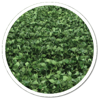 heads up plant protectant