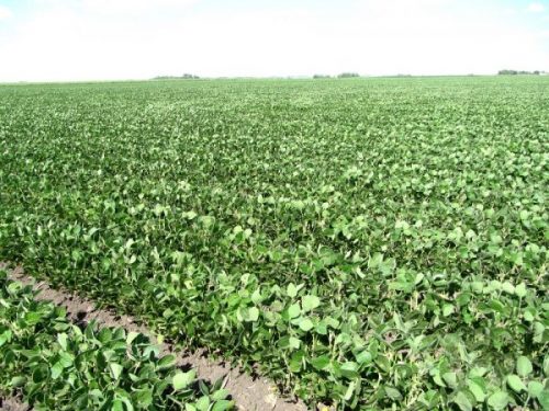 heads up plant protectant