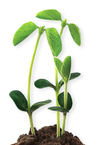 Soybean Cropped heads up plant protectant