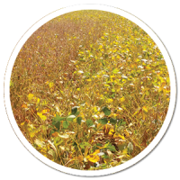 heads up plant protectant