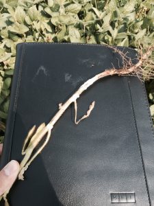 heads up plant protectant