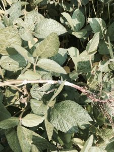heads up plant protectant