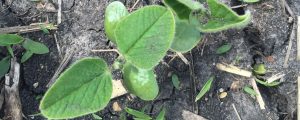 heads up plant protectant