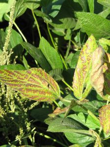 heads up plant protectant