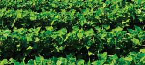 heads up plant protectant