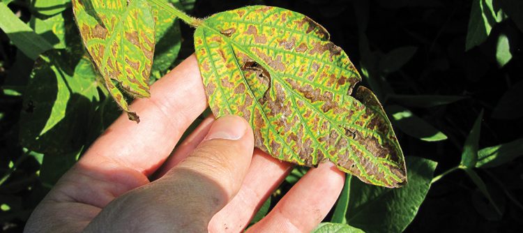 SDS Stealing Your Yield? heads up plant protectant