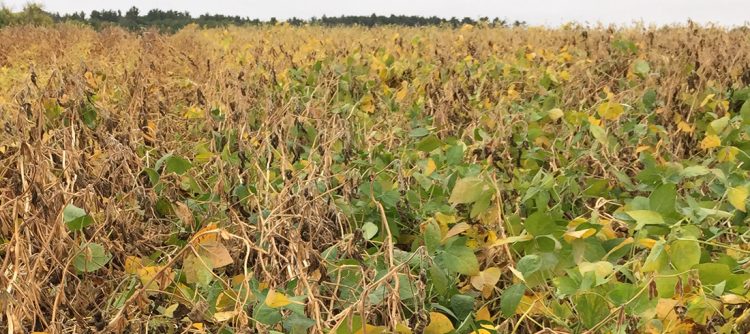 heads up plant protectant